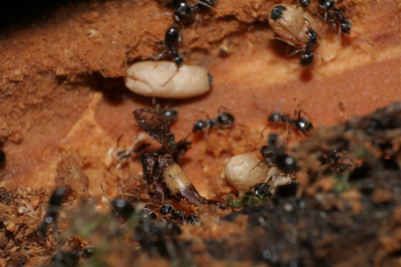taxomara 2007 (103)